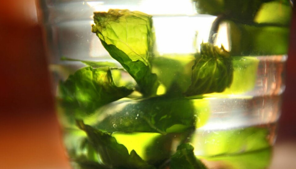 OPPSKRIFT PÅ MYNTETE: Myntete er herlig å varme seg på.