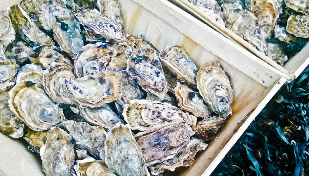 ØSTERS KAN NYTES PÅ MANGE MÅTER: Her er noen av de beste måtene å nyte østers på.