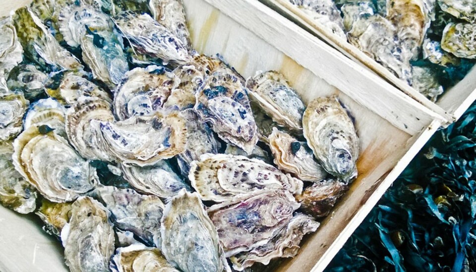 ØSTERS KAN NYTES PÅ MANGE MÅTER: Her er noen av de beste måtene å nyte østers på.