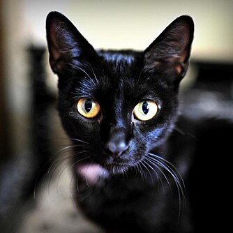 SORT KATT: I noen land betyr det ulykke å møte en sort katt. I andre land betyr det lykke.