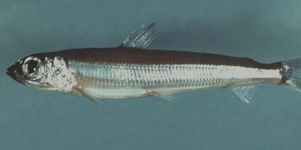 UKJENT STANDARDMAT: Kvitlaks, eller hvitlaks, eller vassild, er den vanligste ingrediensen i norske fiskekaker. Den har spesielt gode bindingsegenskaper og lav pris.