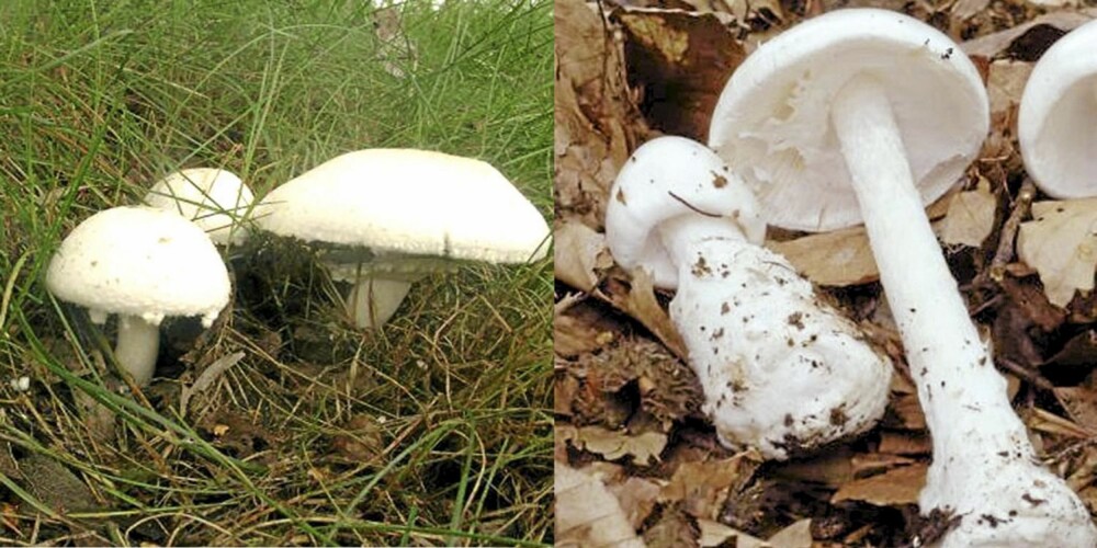 FORVEKSLES OFTE: Også spiselig snøballsjampinjong og hvit fluesopp blir forvekslet ofte. Bildet til venstre viser sjampinjong, til høyre fluesopp.