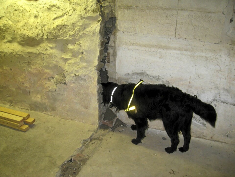 SKADEDYRJAKT: I tillegg til å finen stokkmaur, er hunden også lært opp til å finne gnagere.