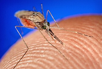 Plagsom: Mygg som stikker