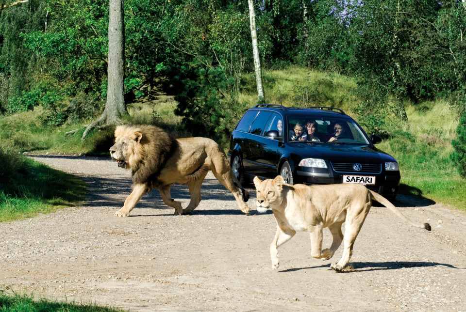 SAFARI: I Givskud zoo kjører du rundt i din egen bil. FOTO: Givskud zoo