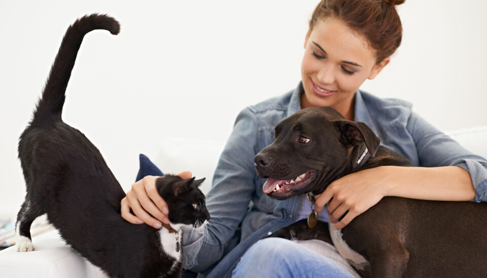 ALLERGI MOT HUND ELLER KATT: Mistenker du allergi mot hund, katt, hest eller andre pelsdyr? Foto: Getty Images