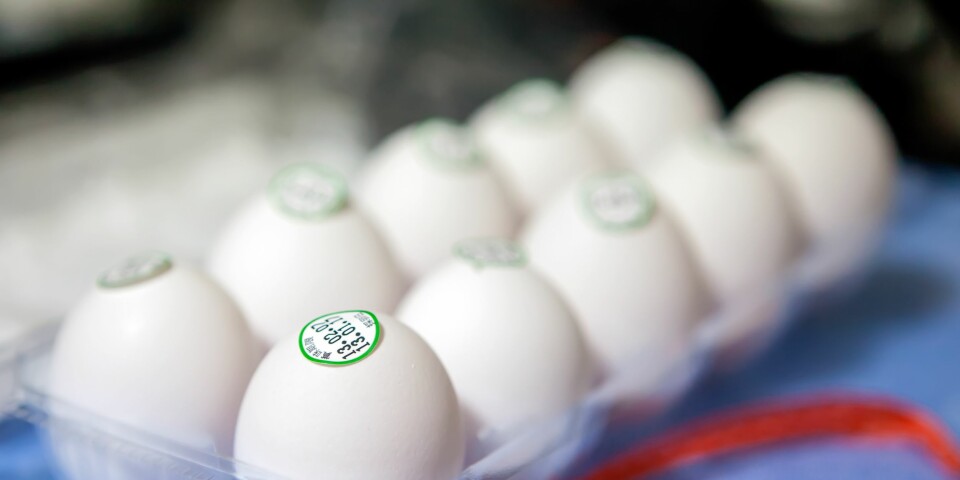 HOLDBARHET PÅ EGG: Selv om eggene går ut på dato betyr ikke det at de er dårlige. FOTO: Getty Images HOLDBARHET PÅ EGG: Selv om eggene går ut på dato betyr ikke det at de er dårlige. FOTO: Getty Images