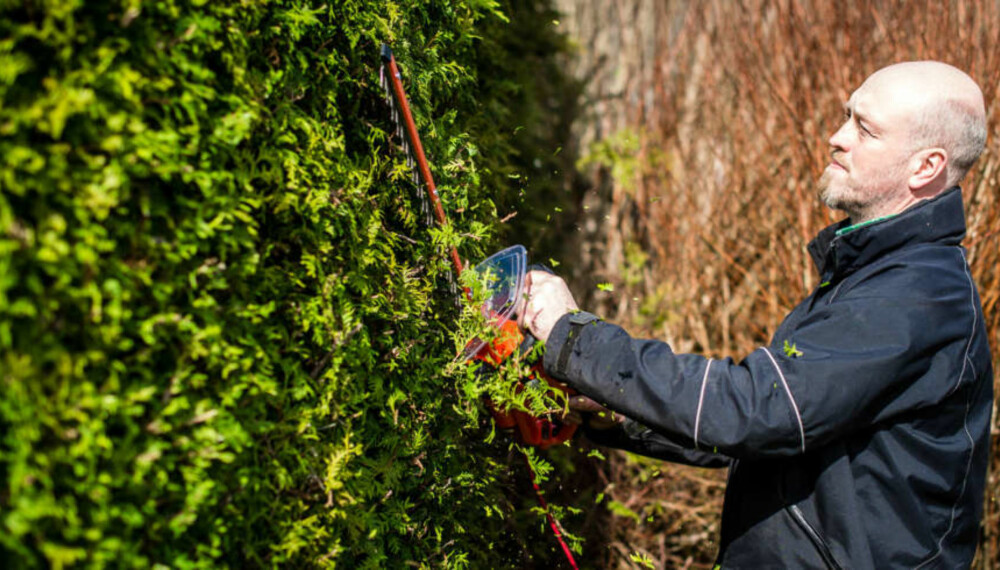 KLIPPE TUJAHEKK: Hvis du vil ha en pen tujahekk, er det viktig at du beskjærer sidene et par ganger i året. Foto: Tore Fjeld KLIPPE TUJAHEKK: Hvis du vil ha en pen tujahekk, er det viktig at du beskjærer sidene et par ganger i året. Foto: Tore Fjeld