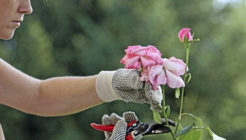BESKJÆRE ROSER: Nå er tiden inne for beskjæring av rosebuskene. Foto: Colourbox.com