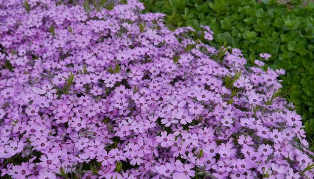 STAUDER: Stauden pholx blir vellykket om jorden har bra kvalitet. Foto: Opplysningskontoret for blomster og planter