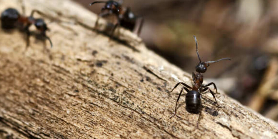 HVORDAN BLIR KVITT MAUR: Mauren liker treverk, og gnager på og huler ut mykt treverk. Dermed kan det være lurt å sjekke opp om du har en fuktskade om du sliter med maur inne.