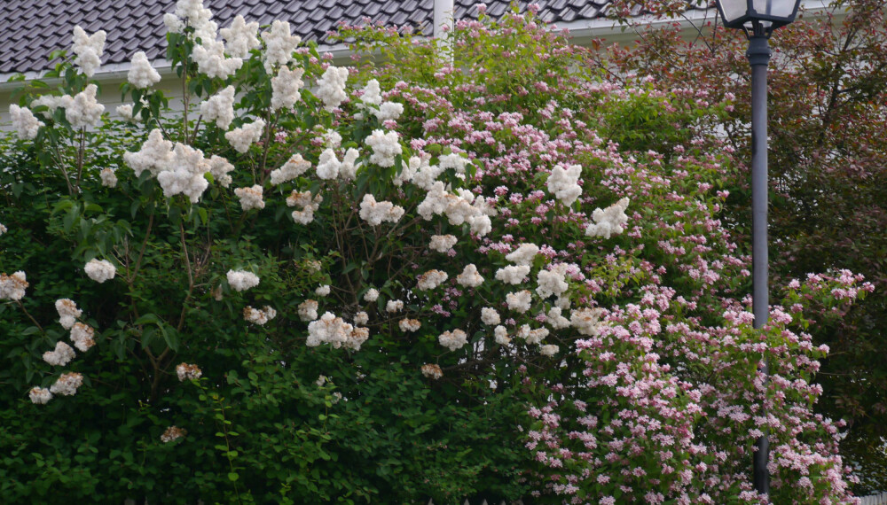 HURTIGVOKSENDE HEKK: Hekk av vårblomstrende syrin og fagerbusk. Foto: Opplysningskontoret for blomster og planter. HURTIGVOKSENDE HEKK: Hekk av vårblomstrende syrin og fagerbusk. Foto: Opplysningskontoret for blomster og planter.