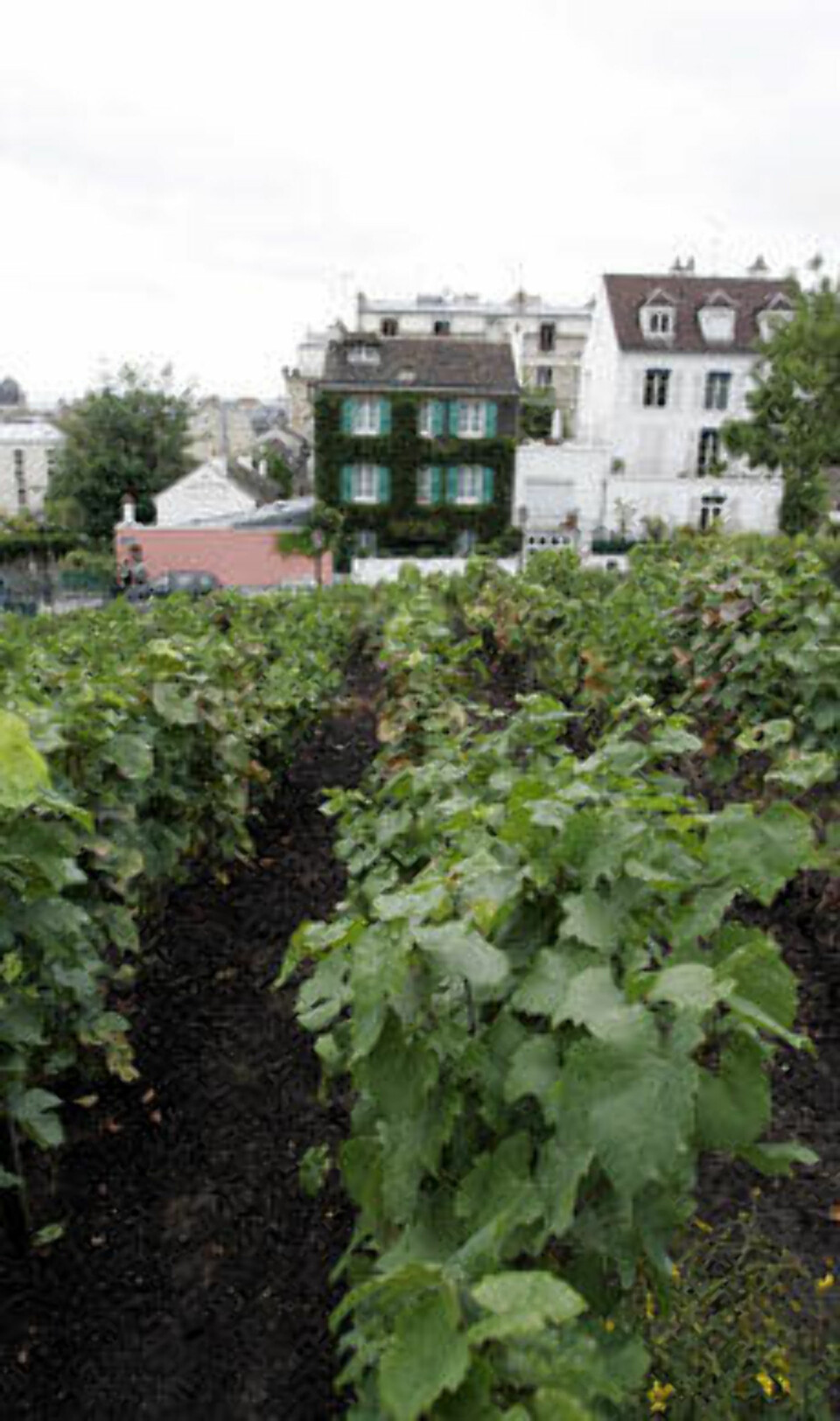 Mest romantisk i Paris