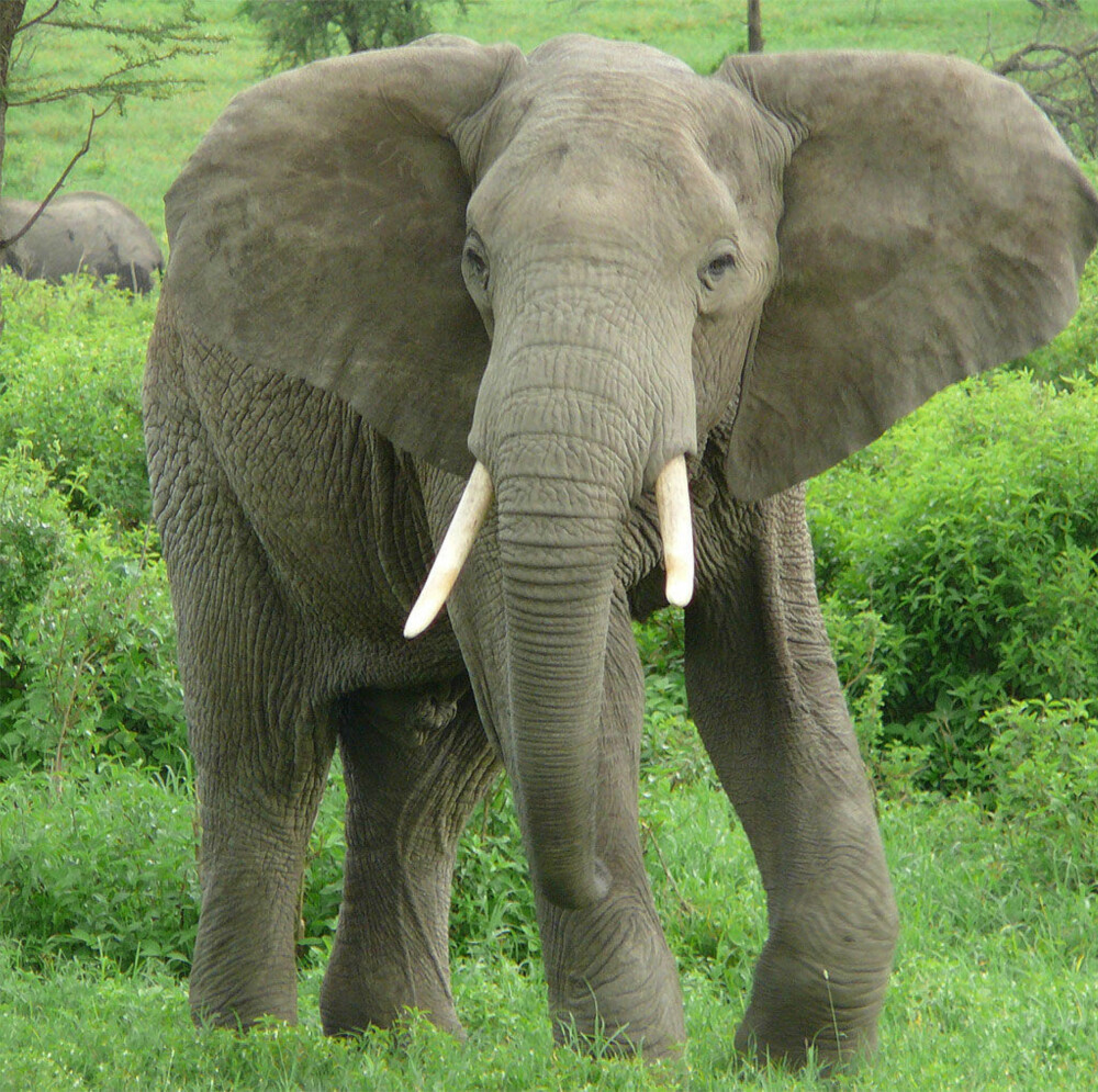Звук слоника. Слон. Звук слона. Звучание слона. Животные с хоботом кроме слона.