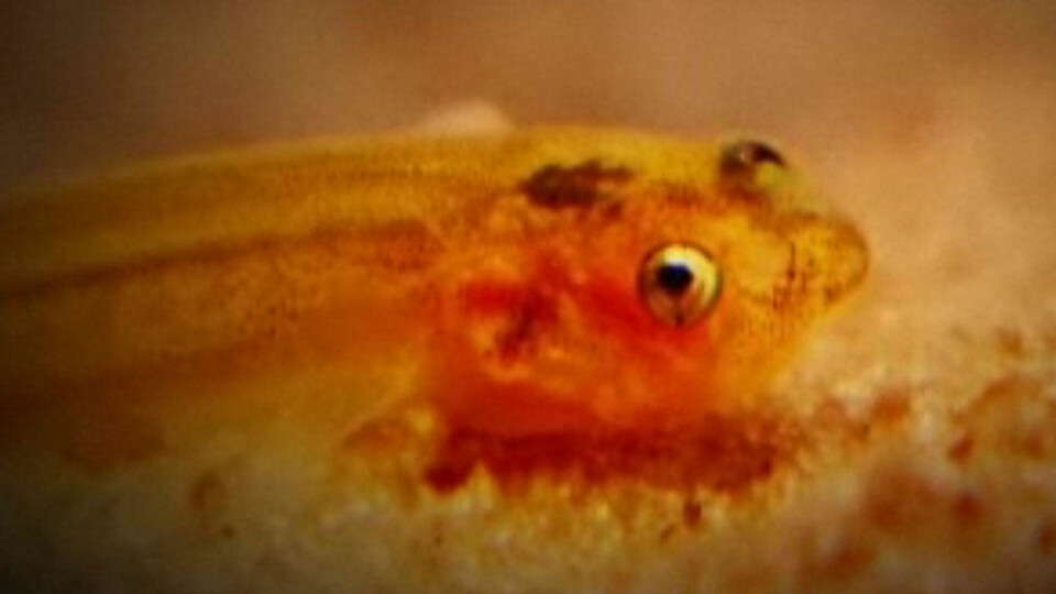 Møt penisfisken