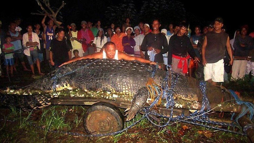Monsterkrokodille på ett tonn