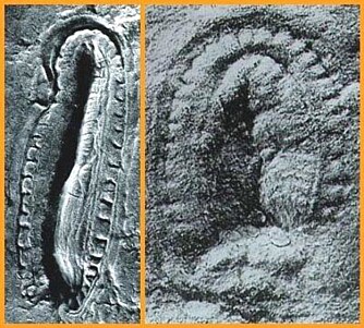 <b>MOBIL:</b> Fossilfunn av Kimberella viser tegn på at den kravlet og gravde i havbunnen.