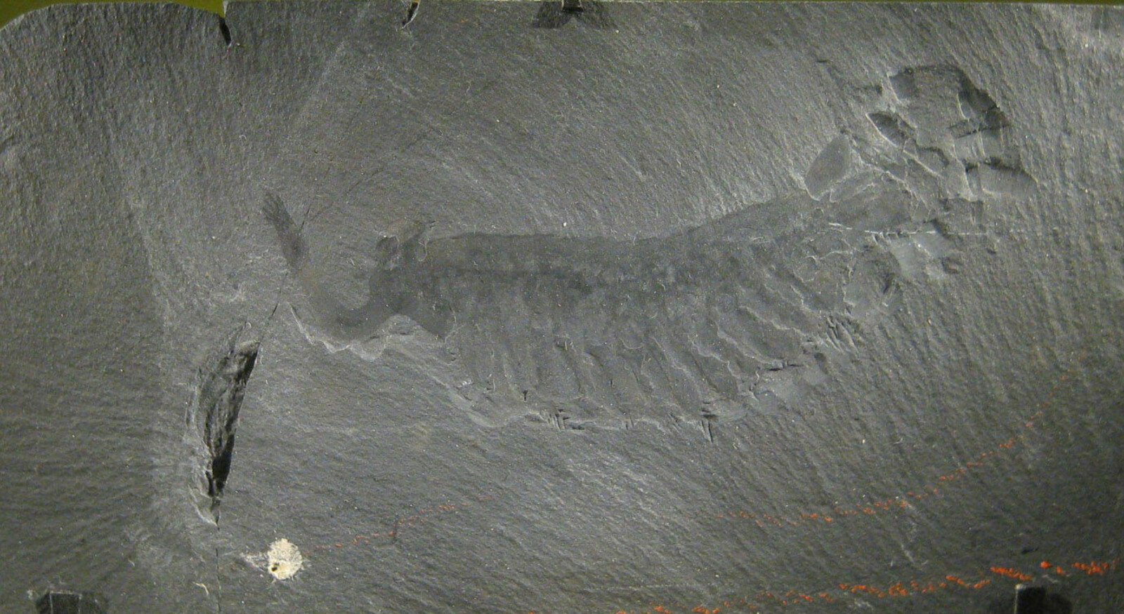 <b>GRIPESNABEL:</b> Denne fossilen viser tydelig gripearmen til Opabinia.
