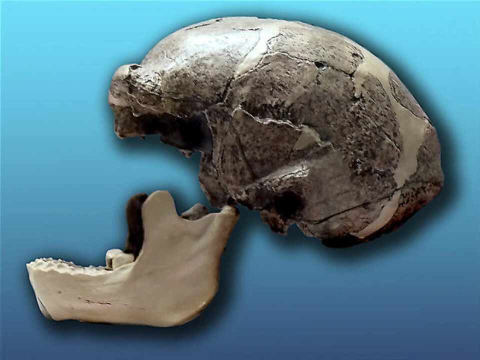 PEKINGMENNESKET: Pekingmennesket er populærnavnet på de fossiler av Homo erectus som ble funnet i Zhoukoudian nær Beijing i Kina. Levninger ble først oppdaget 1923-27, og fikk da navnet Sinanthropus pekinensis.
