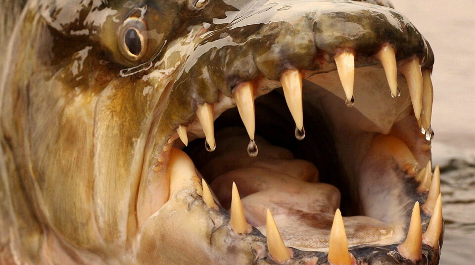Sjekk den monsterfisken!