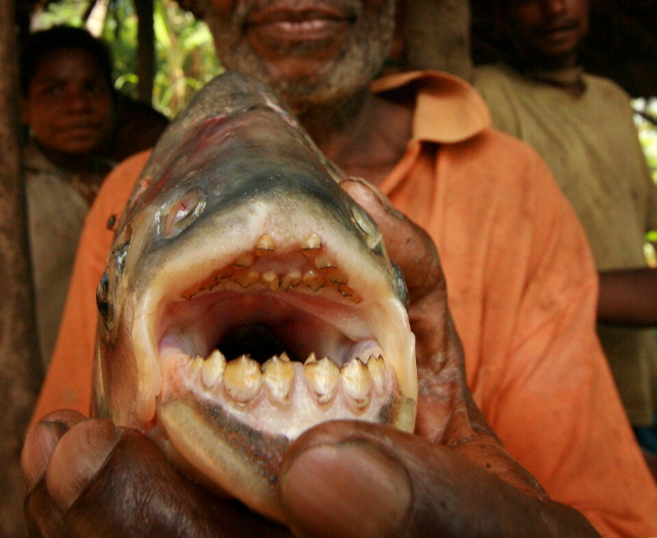 Sjekk den monsterfisken!