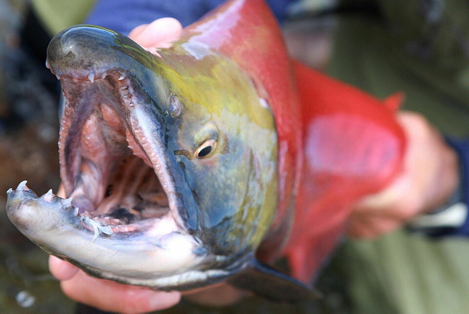 Sjekk den monsterfisken!