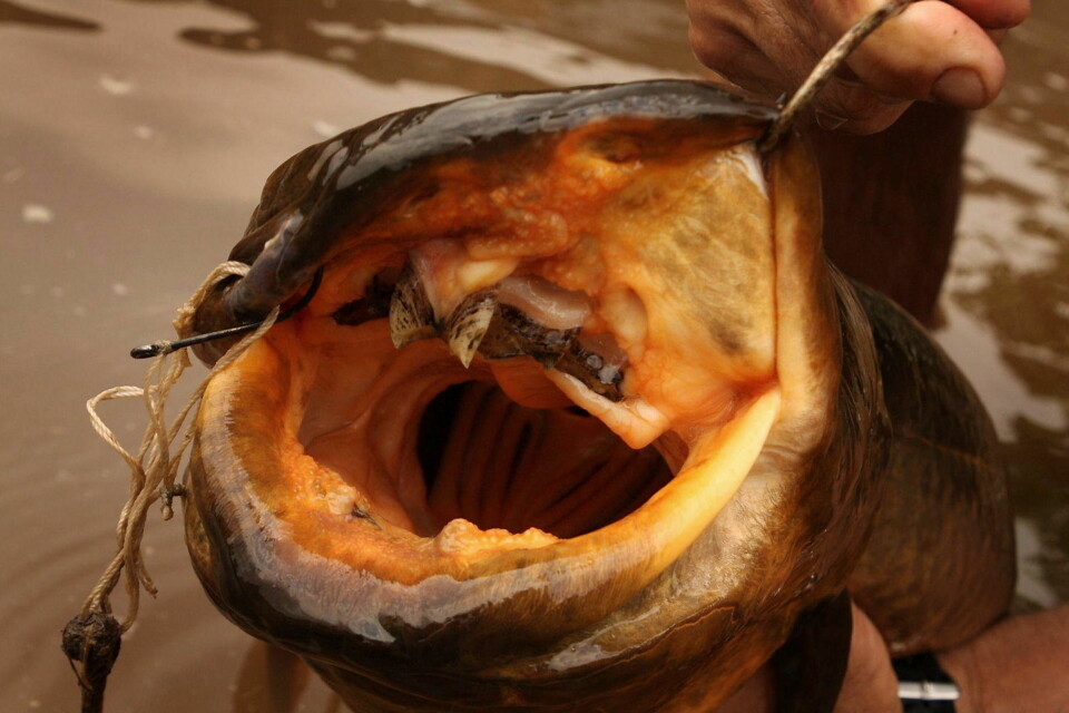 Sjekk den monsterfisken!