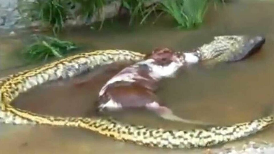 Dette er øyeblikket en slange gulper opp ei hel ku!