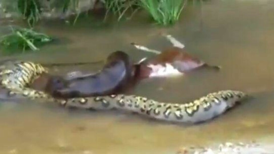 Dette er øyeblikket en slange gulper opp ei hel ku!