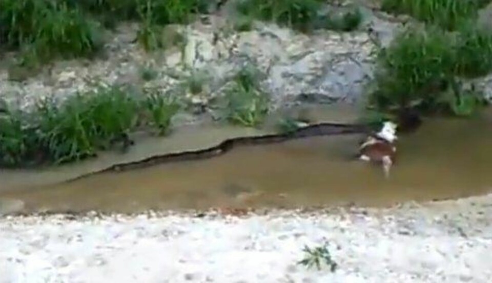 Dette er øyeblikket en slange gulper opp ei hel ku!