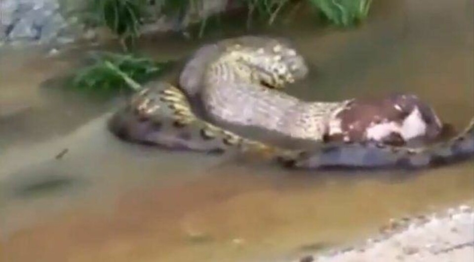 Dette er øyeblikket en slange gulper opp ei hel ku!