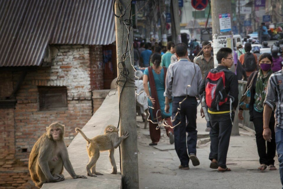Kathmandus jungel ... av ledninger