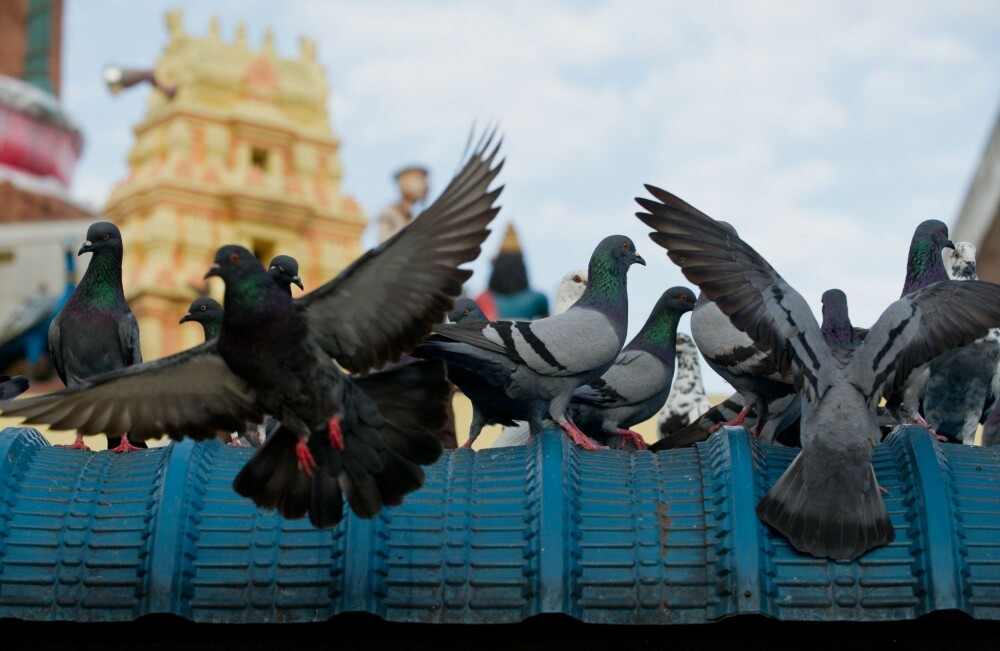 SLAKT: 300 duer måtte ofre livet da det ble arrangert dueskyting under OL i Paris.