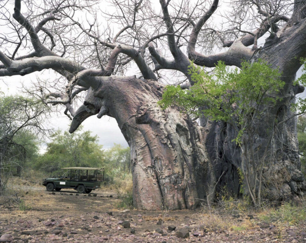 ELDGAMMELT: Dette massive treet er over 2000 år gammelt og befinner seg i Sør-Afrika. Kunstneren Rachel Sussman har reist verden rundt i ti år for å dokumentere verdens eldste levende organismer. Prosjektet er nå blitt en fotobok.