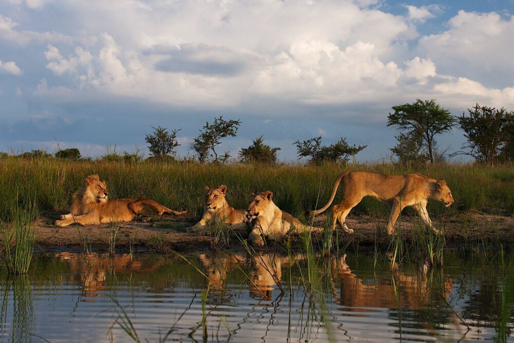 Fire løver i soloppgang i Antilopeparken i Zimbabwe.
