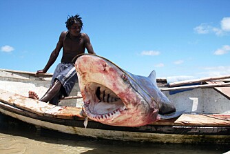 Fornøyd haifinnefisker i Mosambik.