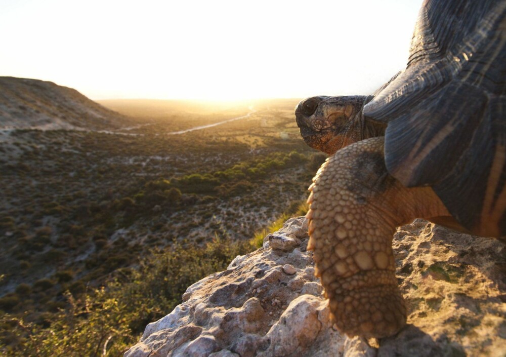 Utryddningstruet skilpadde ser utover klippene i Lavanono på Madagascar.
