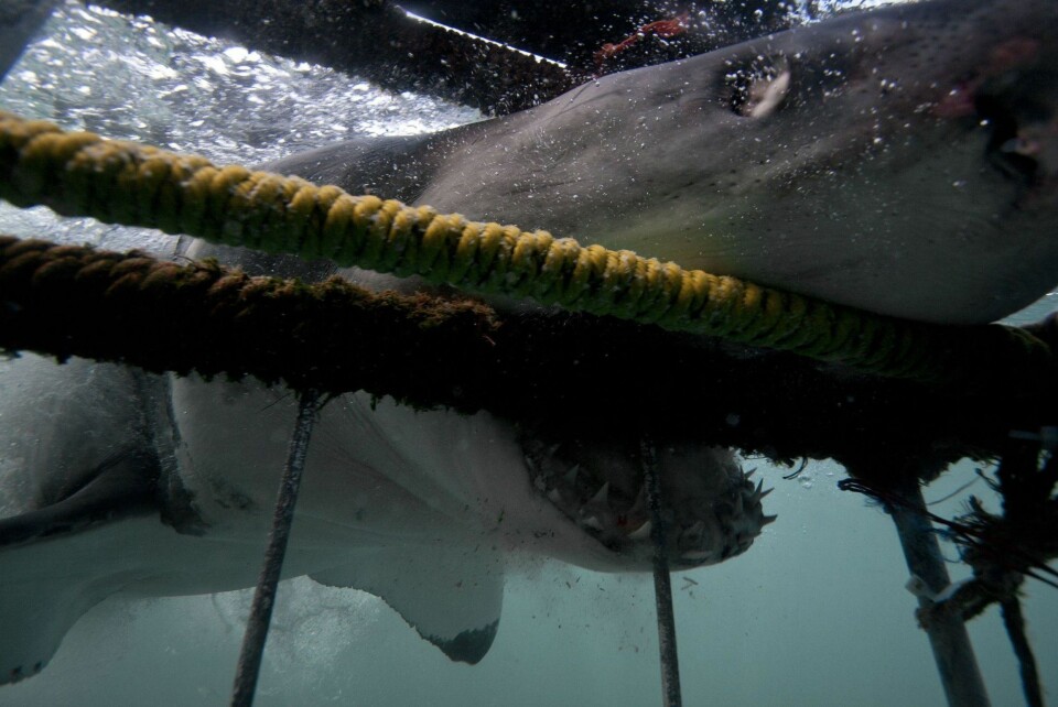 Hissig hvithai Gansbaai i Sør-Afrika.