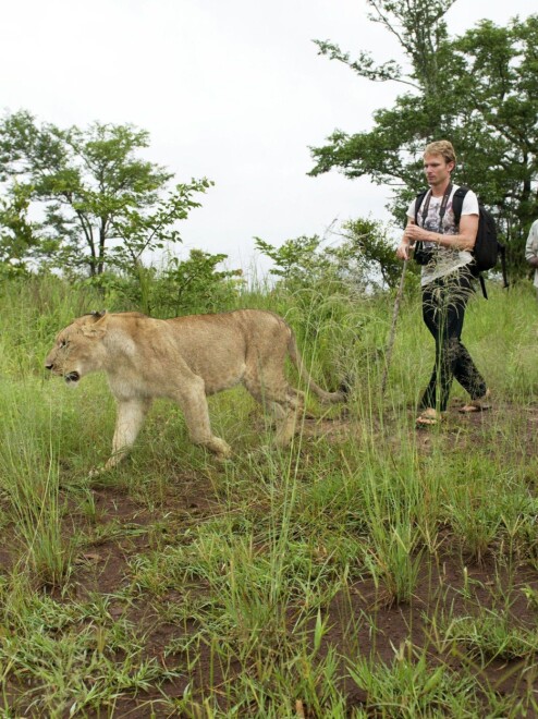 Aaron med en løve i Victoria Falls, Zimbabwe.