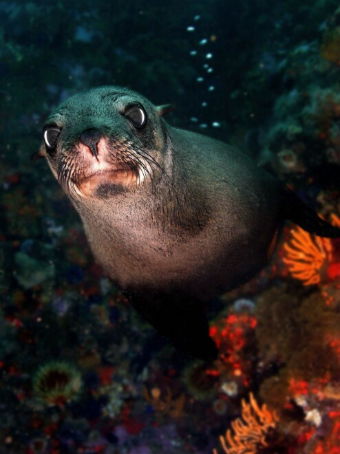 Selbestanden i Namibia er alvorlig truet.