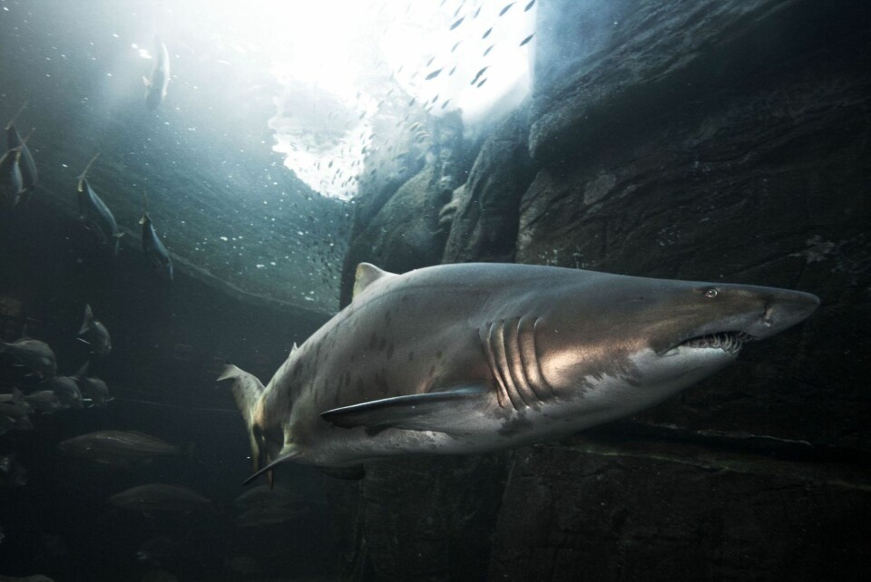 En sandtigerhai i et basseng i Cape Town.