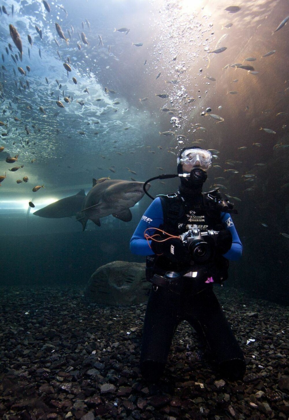 Gemma dykker med hai Cape Town Aquarium.
