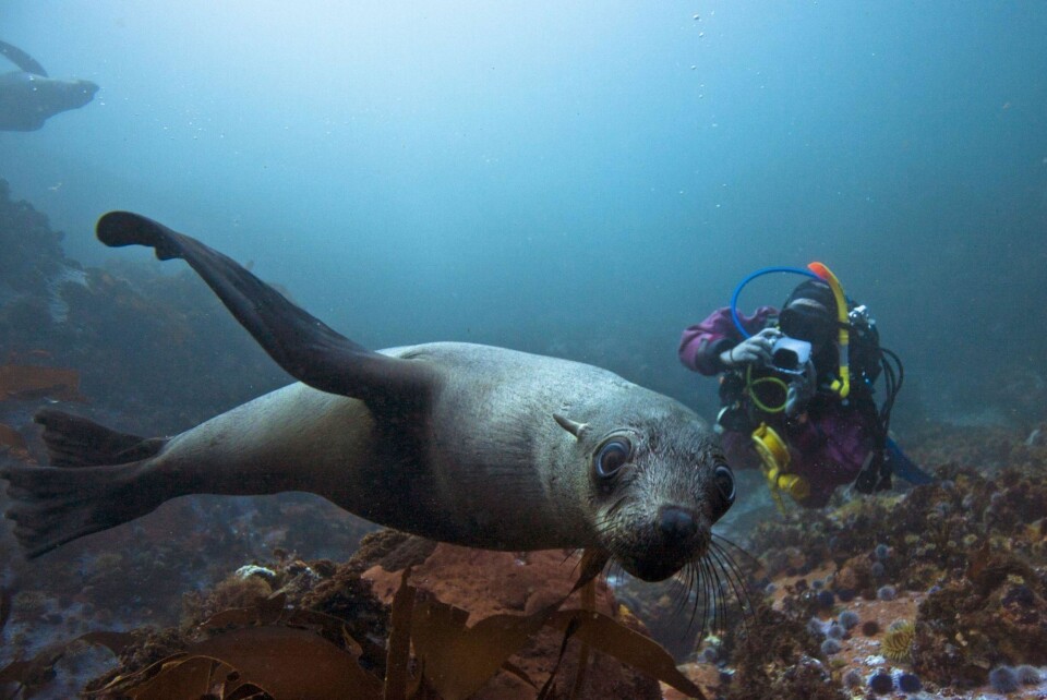 Selfotografering i Cape Town.