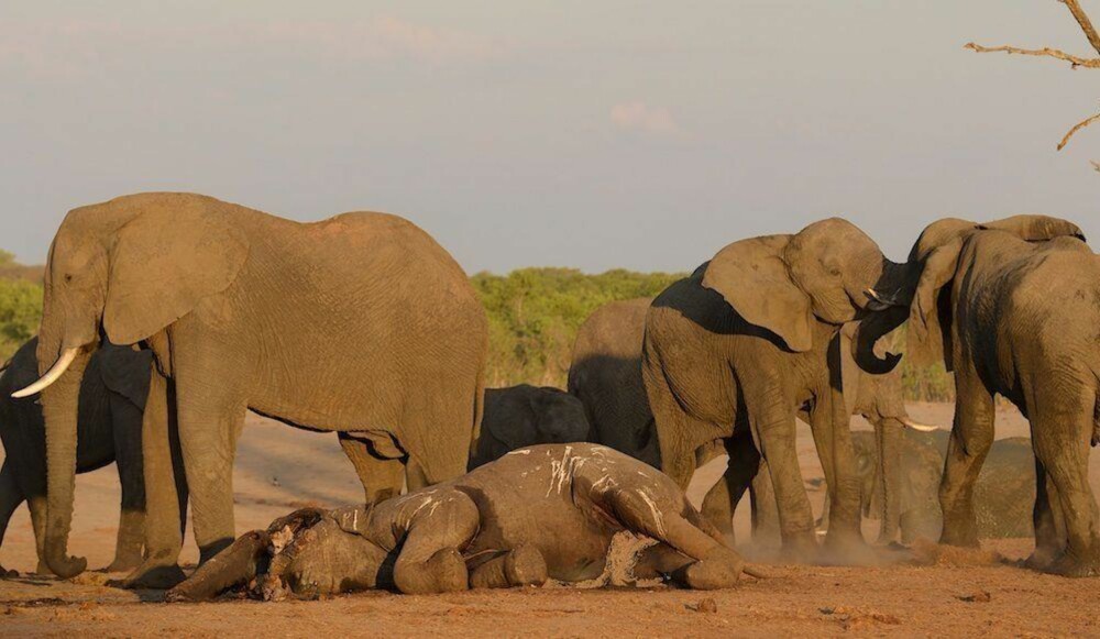 Død elefant i nasjonalparken Hwange i Zimbabwe, oktober 2012.