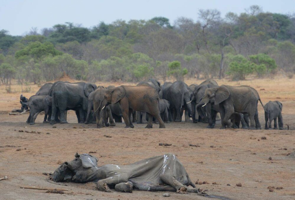 Død elefant ved et vannhull i Hwange.
