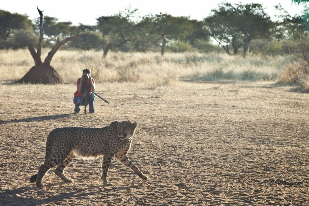 Gemma fotograferer en gepard i nasjonalparken Erindi i Namibia.