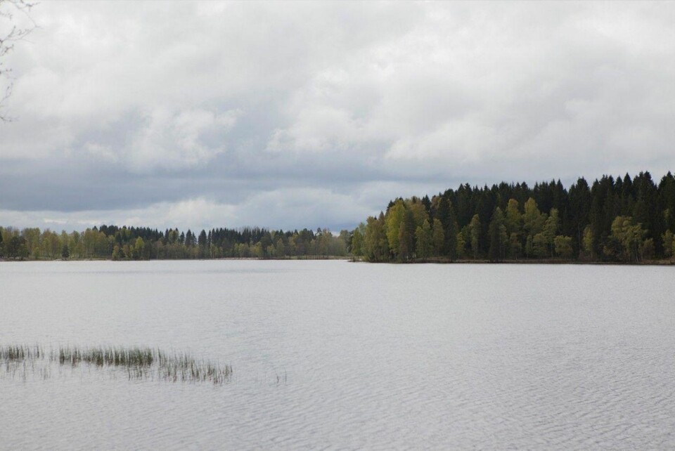 Sognsvann er stille og fredelig i dag.