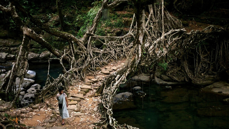 EVENTYRLIG: Gjennom hundrevis av år har innbyggerne i Meghalaya guidet gummitrær over elver slik at de danner levende broer. På den måten blir mulig å bevege seg i den klissvåte jungelen.