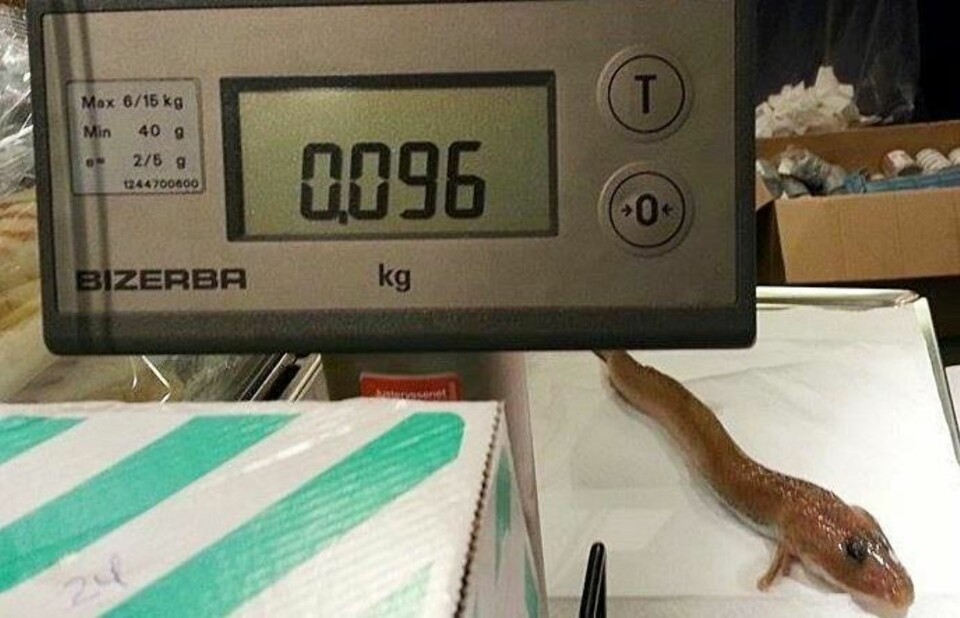 Dette er første gang en ålebrosme er tatt på stang i Norge. Den 96 gram tunge fisken var 29, 5 centimeter lang.