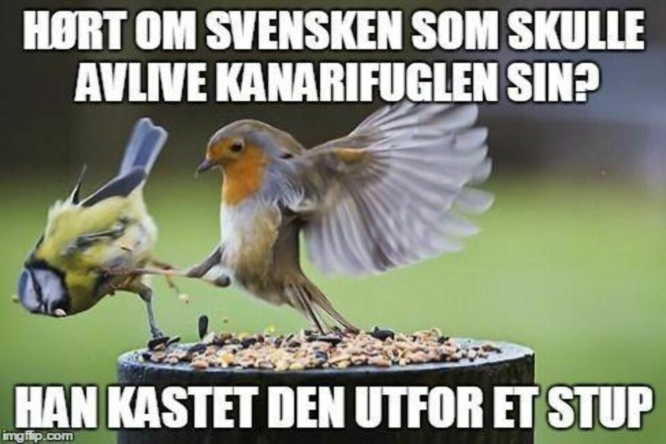 14 svenskevitser som er helt sanne